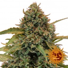 Bad Azz Kush - Barney's Farm